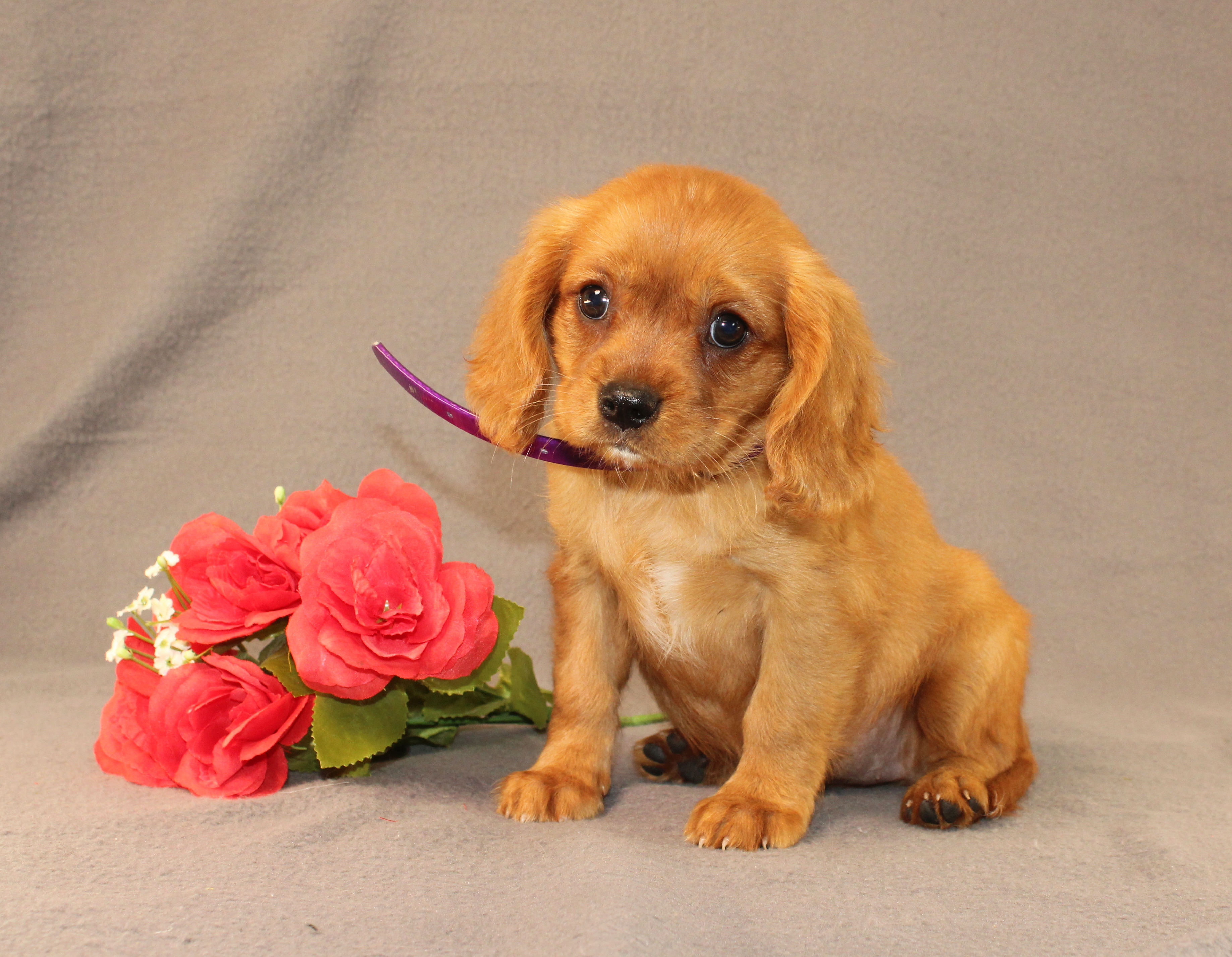 puppy, for, sale, Miniature Golden Retriever, Ivan J. Stoltzfus, dog, breeder, Dornsife, PA, dog-breeder, puppy-for-sale, forsale, nearby, find, puppyfind, locator, puppylocator, aca